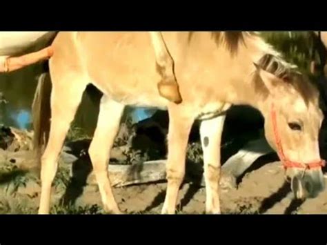 Fat Matures Zoosex Compilation - Donkey Horse Xxx Zoo