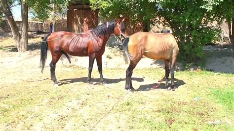 Horse breeding, donkey mating, animal mating, horse mating, matting, meeting. 