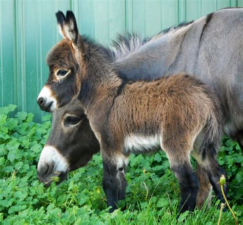 Hoof trimming is done on an as needed basis. In our breeding program, we strive to raise miniature donkeys and micro-mini donkeys with great conformation, extended …. 