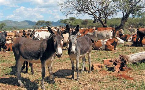 Donkey farming: opportunity or threat? - Farmer