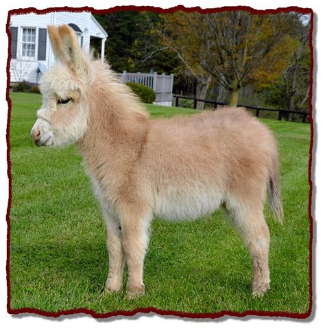 Little Longears Miniature Donkey Rescue 1079 Turkey Pit Road New Oxford, PA 17350. Donate Now. A lot of you ask what items we need and would prefer to actually buy things. .... 