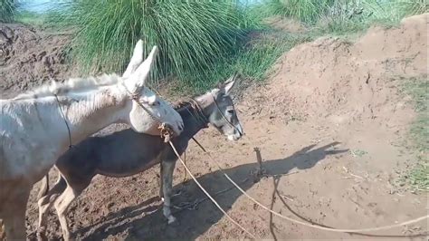 Donkey fucking xxx. .  <a href=https://art.trueskyhost.com/assets/image...