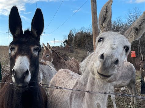 Donkey rescue missouri.  about these incredible creatures that are looking for th...