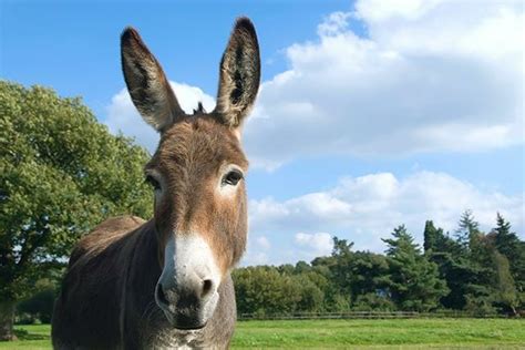 Donkey speech translated into human language for …