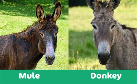 Donkey vs mule. Things To Know About Donkey vs mule. 
