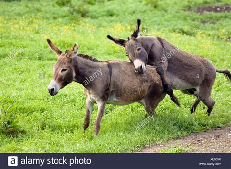 Donkey with donkey mating. Donkeys can defend themselves by biting, striking with the front hooves or kicking with the hind legs. Their vocalization, called a bray, is often represented in English as "hee haw". Cross on back. Most donkeys have … 