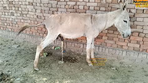 Donkeys and horses mating. Hand Breeding of a hybrid horse-donkey and a burro. Handlers of working animals generally find mules preferable to horses: mules show more patience under the... 