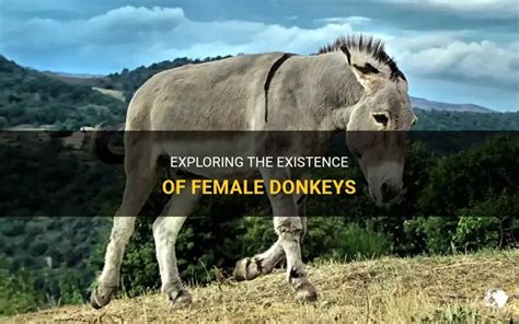 Donkeys fuckin girl. .  <a href=https://lookrussian.ru/mlehu/hardin-county-arrests-t...