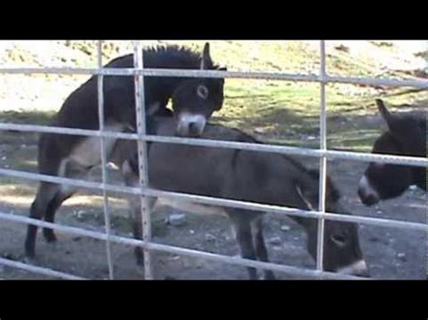 Horse and Donkey Crossbreeding : Animal Odd CoupleAn