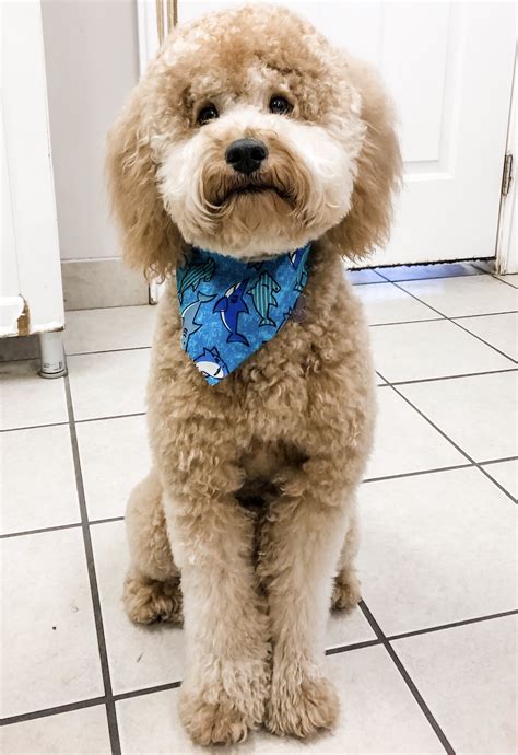 This style looks great on Poodles and Doodles specifically. Their curly hair and expressive eyes make them look like stuffed animals that have been trimmed like teddy bears. ... “The Rise of the Teddy Bear Dog Haircut”: This article talks about how the teddy bear dog cut is becoming more popular among dog owners and professional groomers .... 