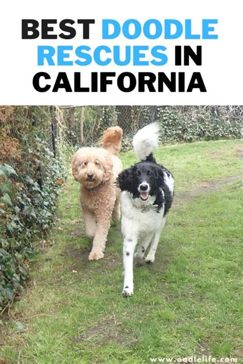 Doodle rescue california. The Doodle Rescue Collective is actually an organization that works across the whole of the United States, but that also means they have a base in California. They obviously care for all types of Doodle dogs, and this includes the Goldendoodle. In the case of California, they are based in the south, and since they have been in operation since ... 