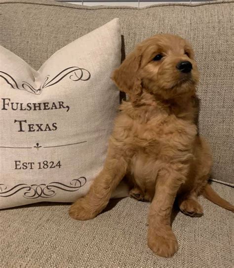 Doodles of texas fulshear. .  <a href=https://core.disciplego.com/assets/image...