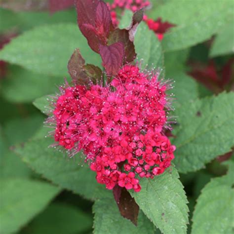 Doozie® Spirea Bushes Naturehills.com