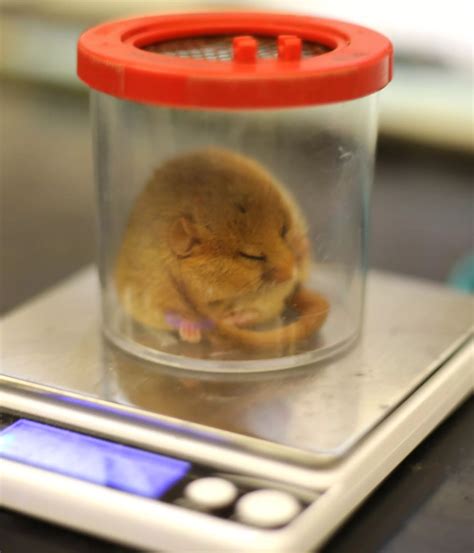 Dormice reintroduction to wild ZSL