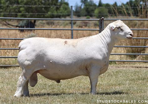 codini.rgarabwor.edu.pl. 