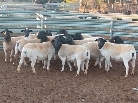 IRON ROCK WD1028. MURRINGO NSW Ref: NSW465 Date Listed: 1.04.23. 8 white dorper rams for sale contact ironrockdorpers @ 0449 868 200.