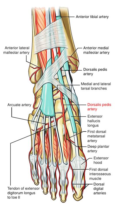 Dorsalis Pedis Artery – Earth