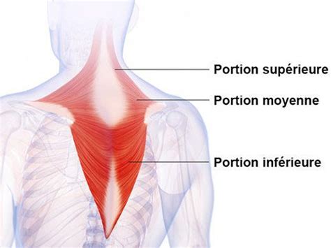 Dos TURGOT Musculation