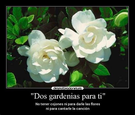 Dos gardenias para ti/two gardenias for you (sin horizontes). - Intorno alle reliquie del dialetto tergestino-muglisano.