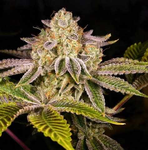 Dosibow strain. Strain Information. Hybrid - 50% Sativa /50% Indica. THC: 20% - 24%, CBD: 1 %. Cherry Dosi is an evenly balanced hybrid strain (50% indica/50% sativa) created through crossing the delicious Dosidos X Phantom Cookies strains. This celebrity child packs a high level of potency with long-lasting effects into each and every tasty little toke. 