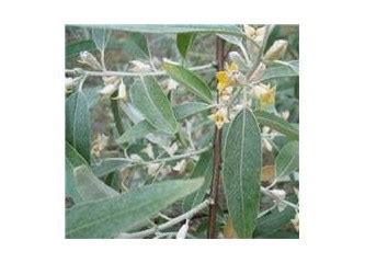 codini.rgarabwor.edu.pl. 