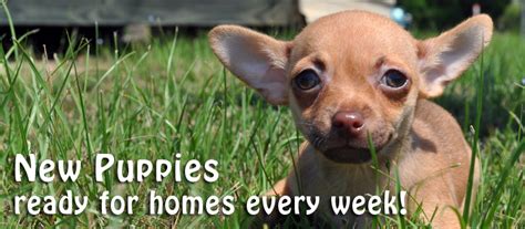 English Mastiff puppies · Saint Augustine · 9/20 pic. hide.