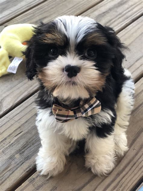 Puppies.com will help you find your perfect Miniature Schnauzer puppy for sale in Dothan, AL. We've connected loving homes to reputable breeders since 2003 and we want to help you find the puppy your whole family will love.. 
