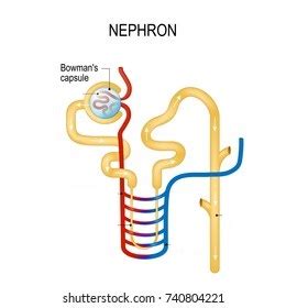 Double - walled cup shaped structure present in nephron is …