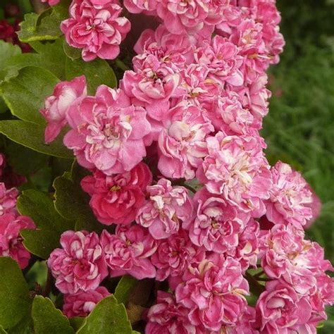 Double Pink Hawthorn Tree Crataegus laevigata