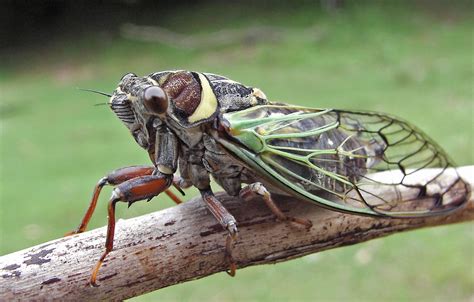 Double brood cicadas. Pacarina puella photos by John Beard taken in Texas. Quesada gigas out in Texas. Giant Cicada returns to central Texas. Megatibicen resh gallery. New species of Megatibicen: Megatibicen harenosus. Brood IV, the Kansan brood, will emerge in 2015. Brood XXIII, the Lower Mississippi Valley brood, will emerge in 2015. 