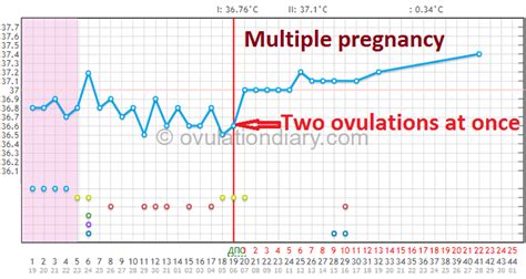 Double ovulation 48h