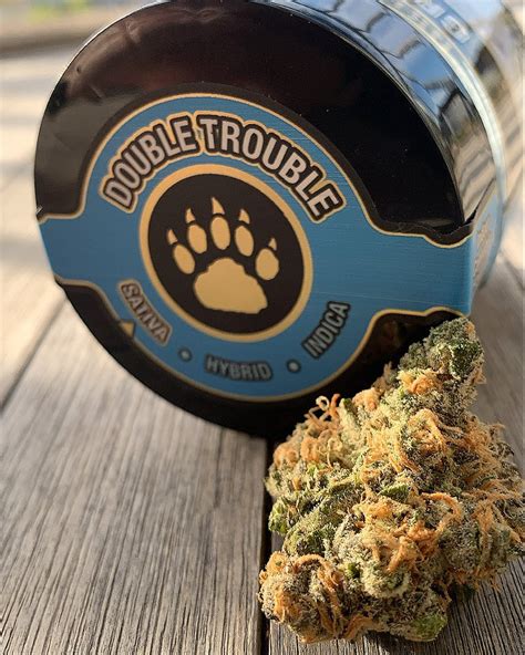 Double trouble strain. Prepare for trouble, and make it double! Double Trouble is a Blue Dream and Dream Star cross. This cultivar is an uplifting flower with orange hairs that delivers a potently sweet floral aroma and earthy taste. Users described a creative, energetic, and happy effect. 
