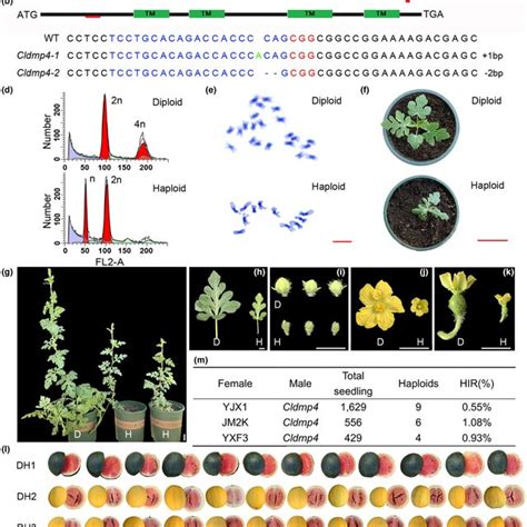 Doubled Haploid Production in Watermelon. - Abstract