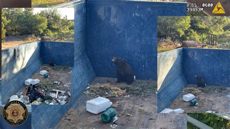 Douglas County deputy rescues bear cub from dumpster, puts ramp-making skills to the test