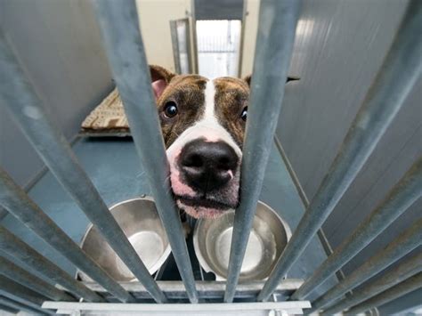 Douglas county animal shelter. Animals in the shelter cannot enter or exit the building except for those being reclaimed, county officials said. Animal Control will open on an emergency-only basis and only injured, aggressive ... 