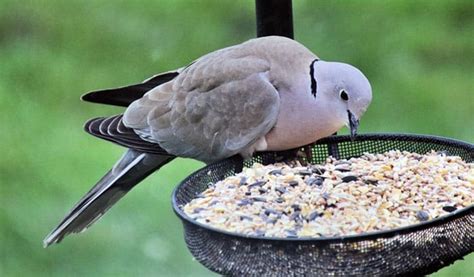 Dove Food Storage