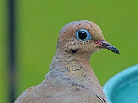 Dove Health Problems