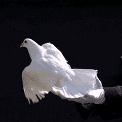 Dove flying gif. Explore GIFs. GIPHY is the platform that animates your world. Find the GIFs, Clips, and Stickers that make your conversations more positive, more expressive, and more you. 