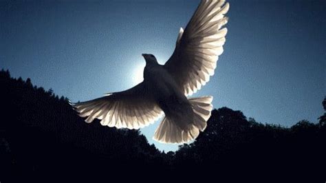 Dove of oneness. And importantly, people's answers were similar six weeks later, suggesting that a sense of oneness is a stable part of one's makeup, rather than a fleeting state. "Obviously, oneness beliefs ... 