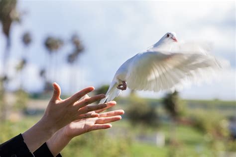 Dove release san antonio. .  <a href=https://exp-admin.elody.ai/assets...