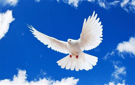Picture of group of doves flying on sky stock photo, images and 