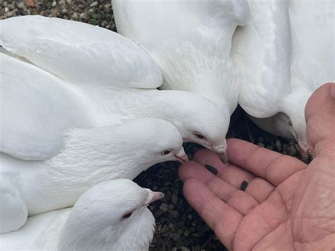 Adult. Ad Type. For Sale. Gender. N/A. Doves make great home companion pets and symbolize peace, love and spiritual connection. They enjoy human contact and make good domesticated pets with…. View Details. $15. . 
