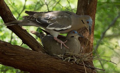Doves nest. Things To Know About Doves nest. 