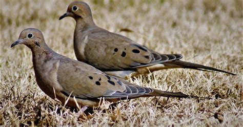 Doves payment.  Information on current and former positions, network member...