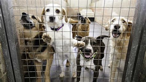 Downey animal pound. Feb 7, 2015 · County grapples with overhaul of animal shelters. By Abby Sewell. Feb. 7, 2015 5 AM PT. The stocky Chihuahua mix strained at his collar, unhinged by the cacophony of yelps coming from the Downey ... 