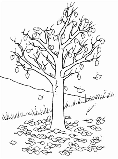 Download 338+ Autumn Tree Coloring Pages PNG PDF File Free Mockups World