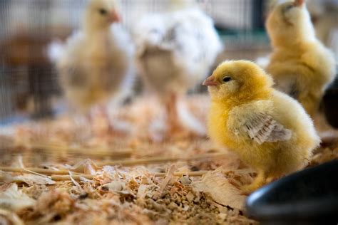 Download Chick Pro Software Broiler Grow Egg Trac