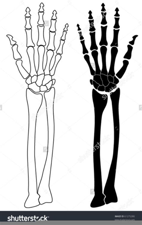 Download High Quality arm clipart skeleton Transparent PNG Images Art