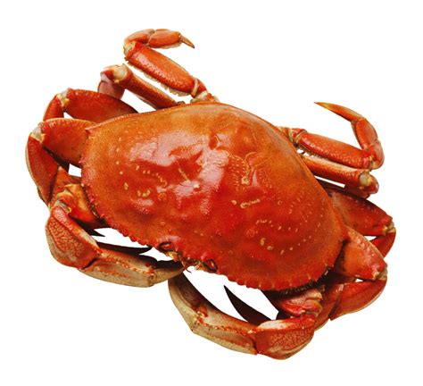 Download crab. Find & Download Free Graphic Resources for Crab Cartoon. 99000+ Vectors, Stock Photos & PSD files. ✓ Free for commercial use ✓ High Quality Images. 