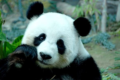Download panda. Things To Know About Download panda. 